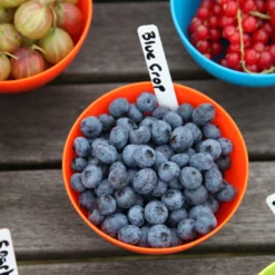 Blueberry 'Bluecrop' 13 Blueberry 'Bluecrop' -Plant Verdant Sales pl0000001890 card6 lg scaled