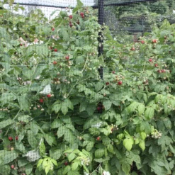 Raspberry 'Autumn Bliss' 7 Raspberry 'Autumn Bliss' -Plant Verdant Sales pl0000001947 card4 lg scaled