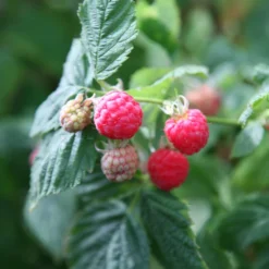 Raspberry 'Glen Ample' (PBR) -Plant Verdant Sales pl0000001952 card3 lg scaled