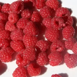 Raspberry 'Glen Ample' (PBR) -Plant Verdant Sales pl0000001952 card4 lg