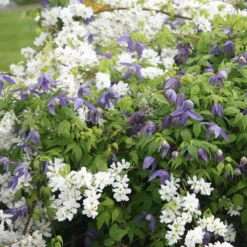 Exochorda × Macrantha 'The Bride' 6 Exochorda × Macrantha 'The Bride' -Plant Verdant Sales pl0000003839 card3 lg