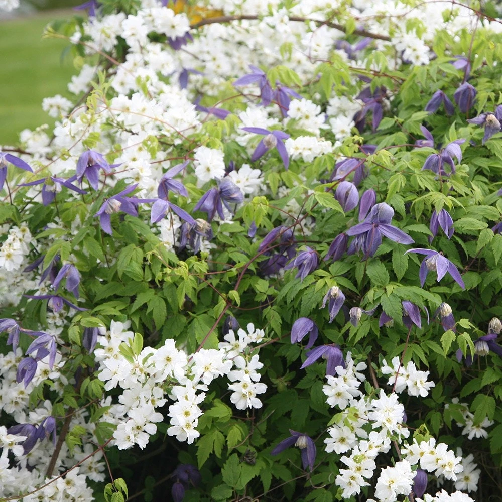 Exochorda × Macrantha 'The Bride' 3 Exochorda × Macrantha 'The Bride' - Image 3