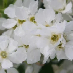 Exochorda × Macrantha 'The Bride' 7 Exochorda × Macrantha 'The Bride' -Plant Verdant Sales pl0000003839 card4 lg