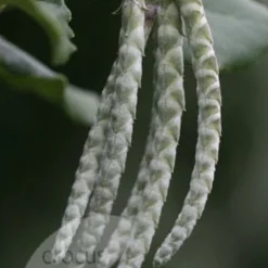 Garrya Elliptica 'James Roof' -Plant Verdant Sales pl0000003880 card3 lg