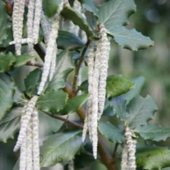 Garrya Elliptica 'James Roof' -Plant Verdant Sales pl0000003880 card4 lg
