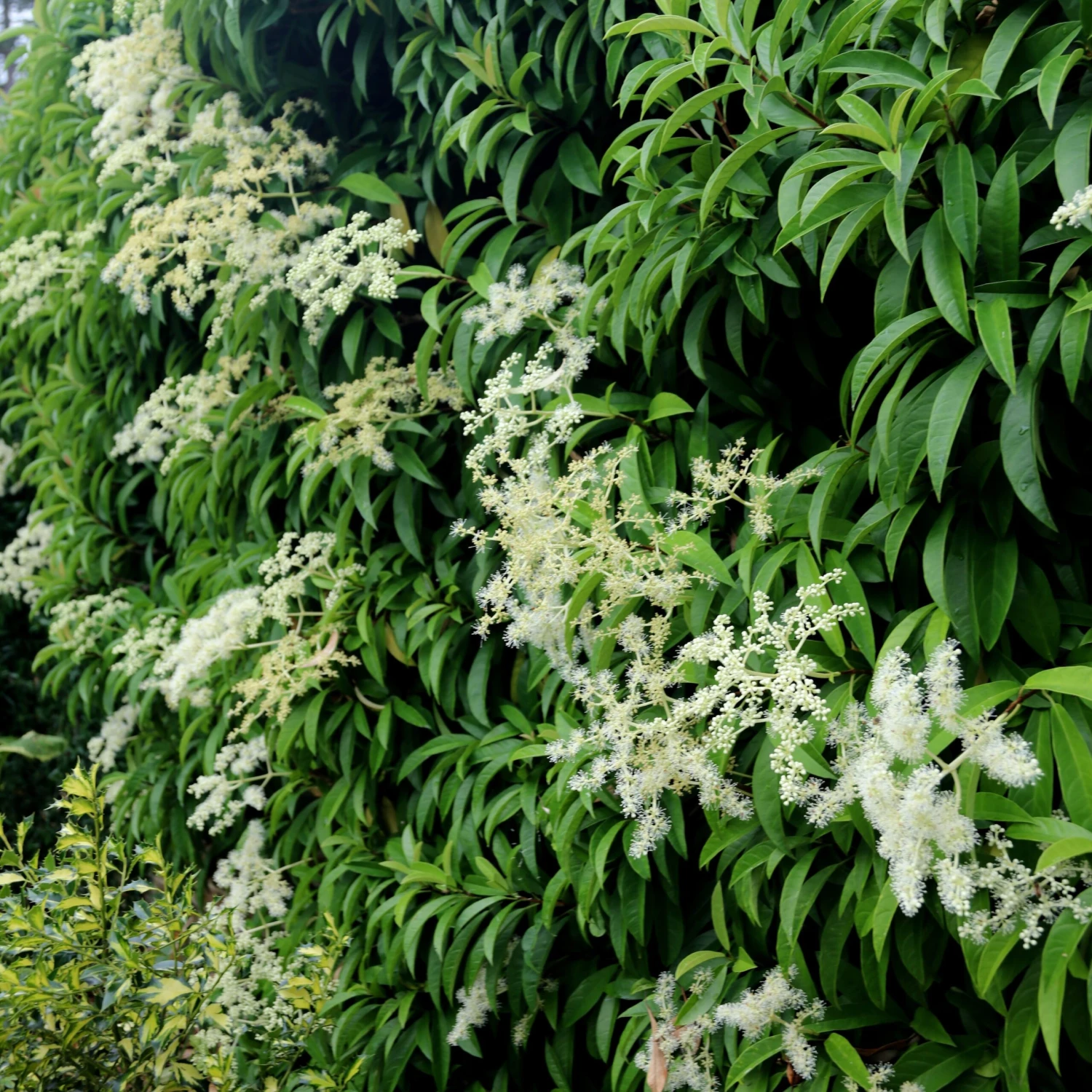 Pileostegia Viburnoides 2 Pileostegia Viburnoides - Image 2