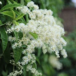 Pileostegia Viburnoides 5 Pileostegia Viburnoides -Plant Verdant Sales pl0000004247 card3 lg