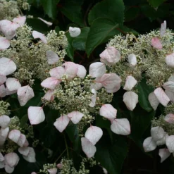 Schizophragma Hydrangeoides