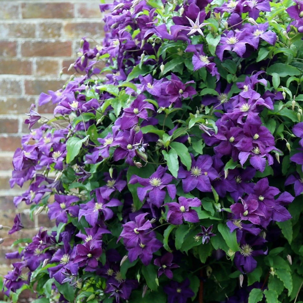 Clematis 'Polish Spirit' 2 Clematis 'Polish Spirit' - Image 2