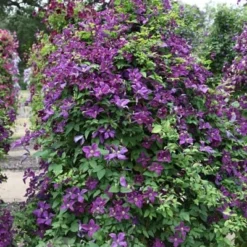 Clematis 'Polish Spirit' 7 Clematis 'Polish Spirit' -Plant Verdant Sales pl0000007068 card4 lg