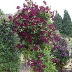 Clematis 'Royal Velours' -Plant Verdant Sales pl0000007069 card3 lg