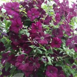 Clematis 'Royal Velours' -Plant Verdant Sales pl0000007069 card4 lg