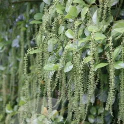 Itea Ilicifolia -Plant Verdant Sales pl0000007873 card3 lg