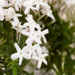Jasminum Polyanthum -Plant Verdant Sales pl0000085034 card4 lg