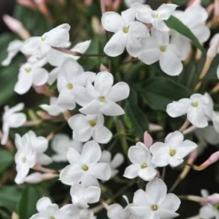 Jasminum Polyanthum -Plant Verdant Sales pl0000085034 card5 lg