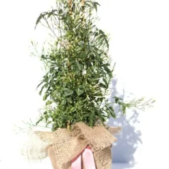 Jasminum Polyanthum -Plant Verdant Sales pl0000085034 card6 lg