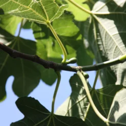 Fig 'Brown Turkey' 6 Fig 'Brown Turkey' -Plant Verdant Sales pl1000000029 card4 lg scaled