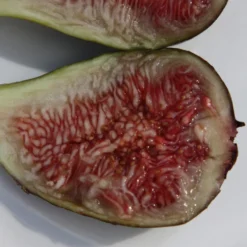 Fig 'Brown Turkey' 7 Fig 'Brown Turkey' -Plant Verdant Sales pl1000000029 card5 lg scaled