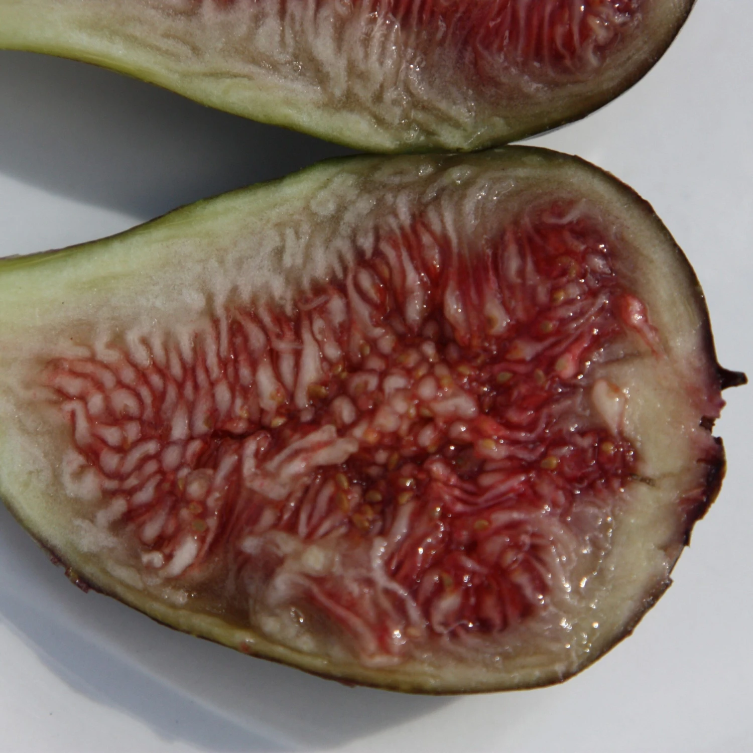 Fig 'Brown Turkey' 4 Fig 'Brown Turkey' - Image 4