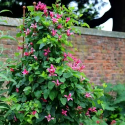 Clematis 'Princess Diana' 5 Clematis 'Princess Diana' -Plant Verdant Sales pl1000000211 card3 lg