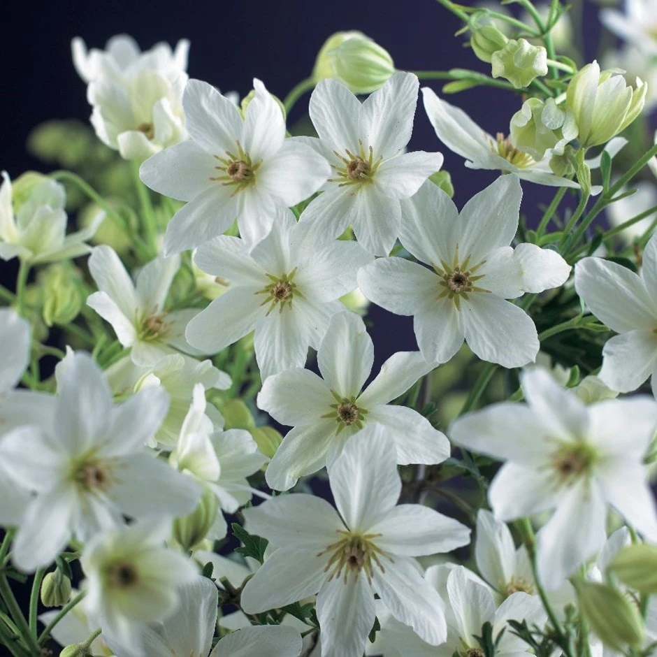 Clematis × Cartmanii 'Joe' 1 Clematis × Cartmanii 'Joe'