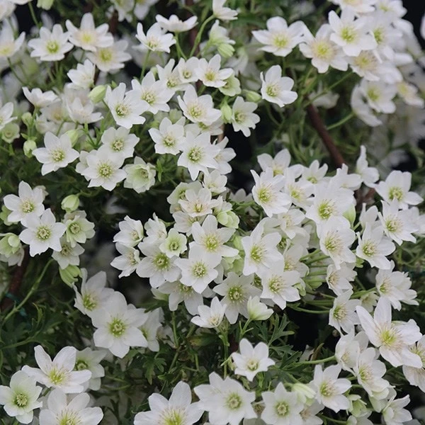 Clematis × Cartmanii 'Joe' 2 Clematis × Cartmanii 'Joe' - Image 2