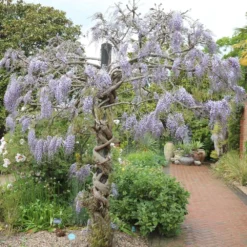 Wisteria Floribunda 'Domino' -Plant Verdant Sales pl2000002750 card3 lg