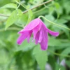 Clematis 'Constance'