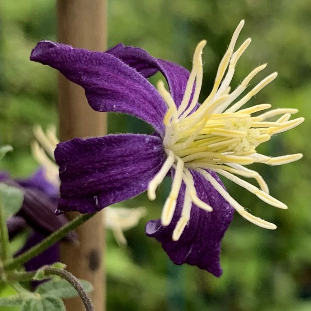 Clematis × Aromatica 2 Clematis × Aromatica - Image 2