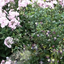 Clematis × Aromatica 5 Clematis × Aromatica -Plant Verdant Sales pl2000002947 card4 lg