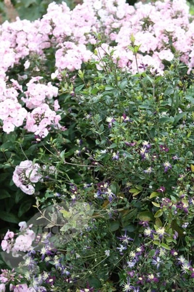 Clematis × Aromatica 3 Clematis × Aromatica - Image 3