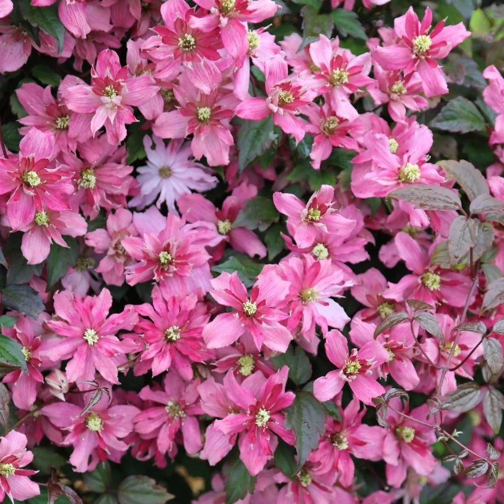 Clematis 'Broughton Star' 2 Clematis 'Broughton Star' - Image 2