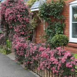 Clematis 'Broughton Star' 5 Clematis 'Broughton Star' -Plant Verdant Sales pl2000003011 card3 lg
