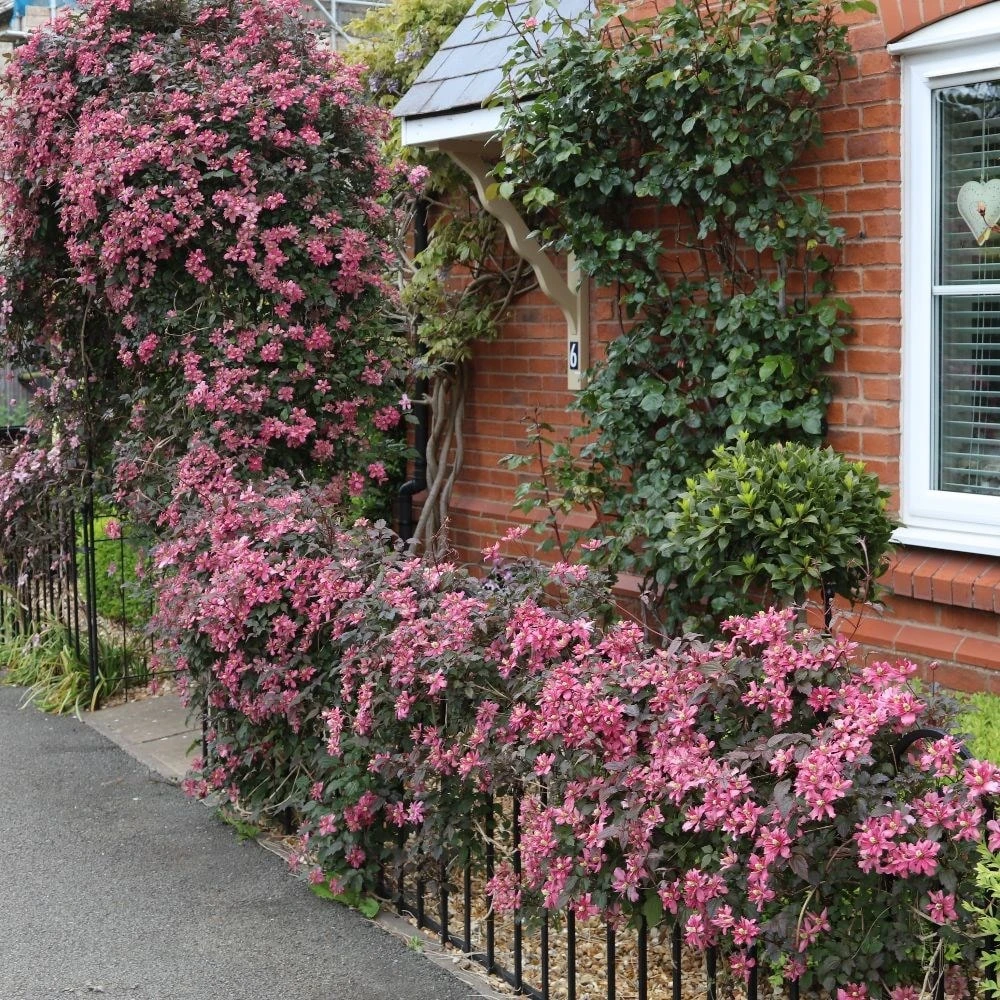 Clematis 'Broughton Star' 3 Clematis 'Broughton Star' - Image 3