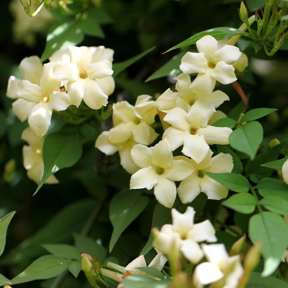 Jasminum Officinale Devon Cream (PBR) 2 Jasminum Officinale Devon Cream (PBR) - Image 2