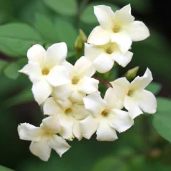 Jasminum Officinale Devon Cream (PBR) 8 Jasminum Officinale Devon Cream (PBR) -Plant Verdant Sales pl2000004963 card4 lg