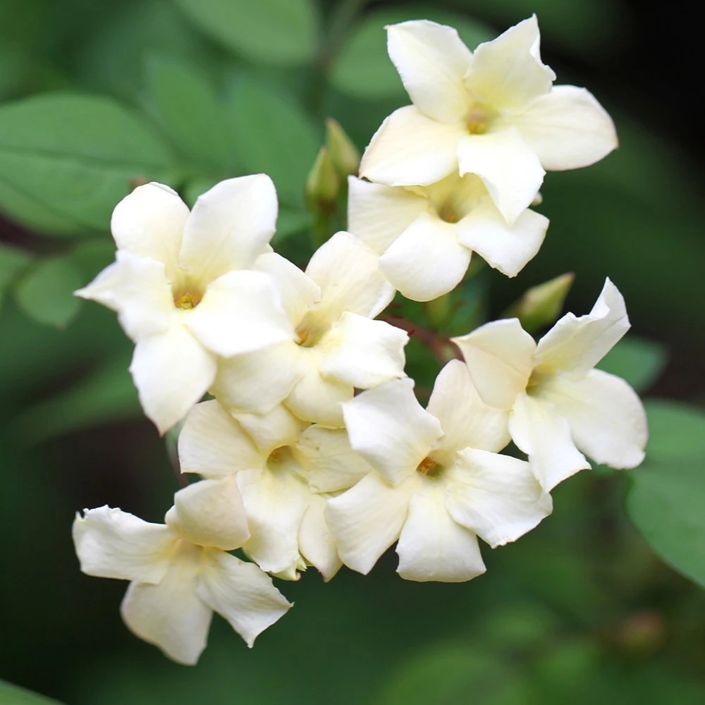 Jasminum Officinale Devon Cream (PBR) 4 Jasminum Officinale Devon Cream (PBR) - Image 4