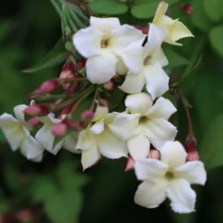 Jasminum Officinale Devon Cream (PBR) 9 Jasminum Officinale Devon Cream (PBR) -Plant Verdant Sales pl2000004963 card5 lg