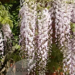 Wisteria Floribunda 'Kuchi-beni' 6 Wisteria Floribunda 'Kuchi-beni' -Plant Verdant Sales pl2000005197 card3 lg
