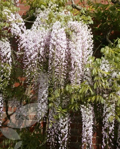 Wisteria Floribunda 'Kuchi-beni' 4 Wisteria Floribunda 'Kuchi-beni' - Image 4