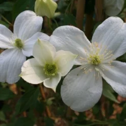 Clematis 'Miss Christine' -Plant Verdant Sales pl2000005510 card3 lg