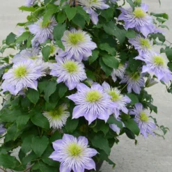 Clematis Crystal Fountain ('Evipo038') (PBR) -Plant Verdant Sales pl2000005864 card3 lg