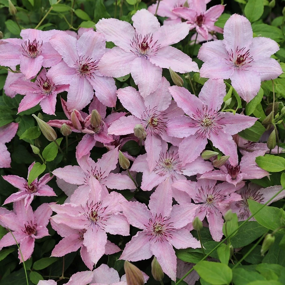 Clematis 'Hagley Hybrid' 1 Clematis 'Hagley Hybrid'