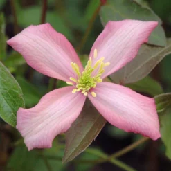 Clematis 'Warwickshire Rose'