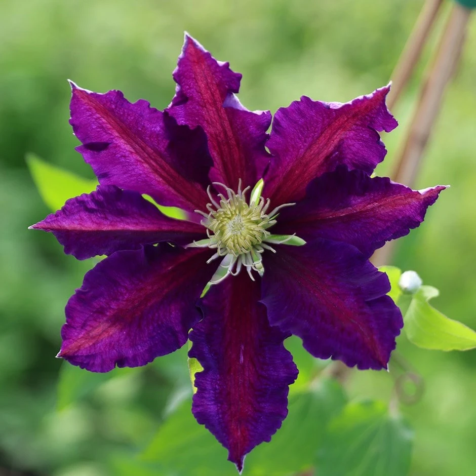 Clematis 'The Vagabond' 1 Clematis 'The Vagabond'