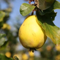 Quince 'Vranja' 5 Quince 'Vranja' -Plant Verdant Sales pl2000012513 card3 lg