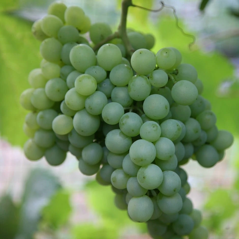 Grape 'Pinot Blanc' 1 Grape 'Pinot Blanc'