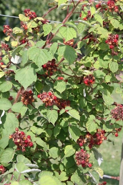 Japanese Wineberry 2 Japanese Wineberry - Image 2