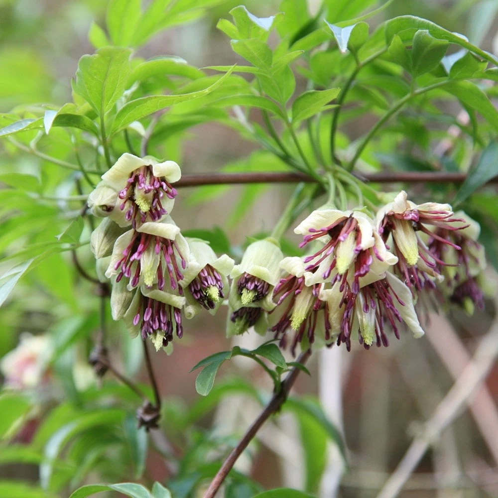 Clematis Napaulensis 2 Clematis Napaulensis - Image 2