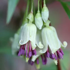 Clematis Napaulensis 5 Clematis Napaulensis -Plant Verdant Sales pl2000013334 card3 lg
